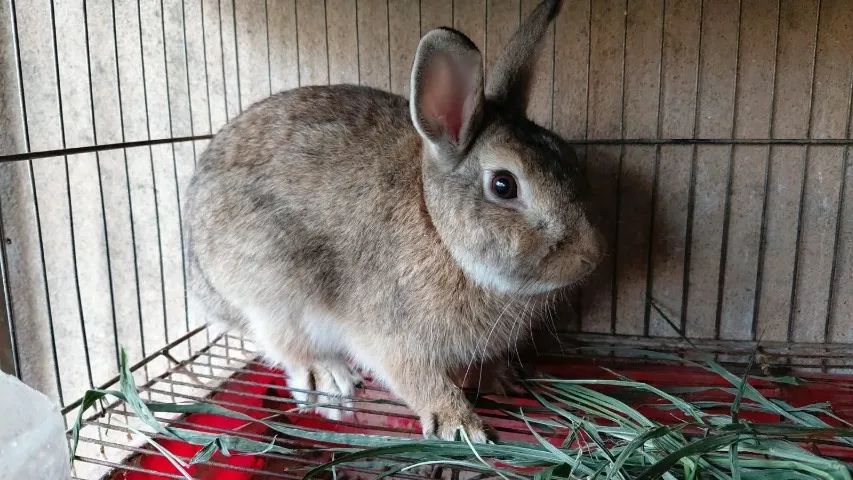 Netherland Dwarf macho com 6 meses