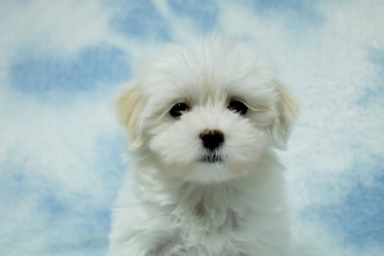 Maltês mini - Foto 3
