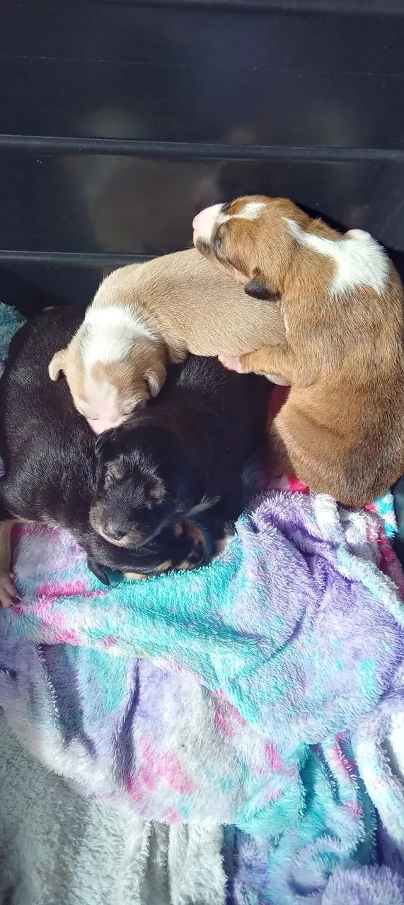 Doar se cachorrinhos