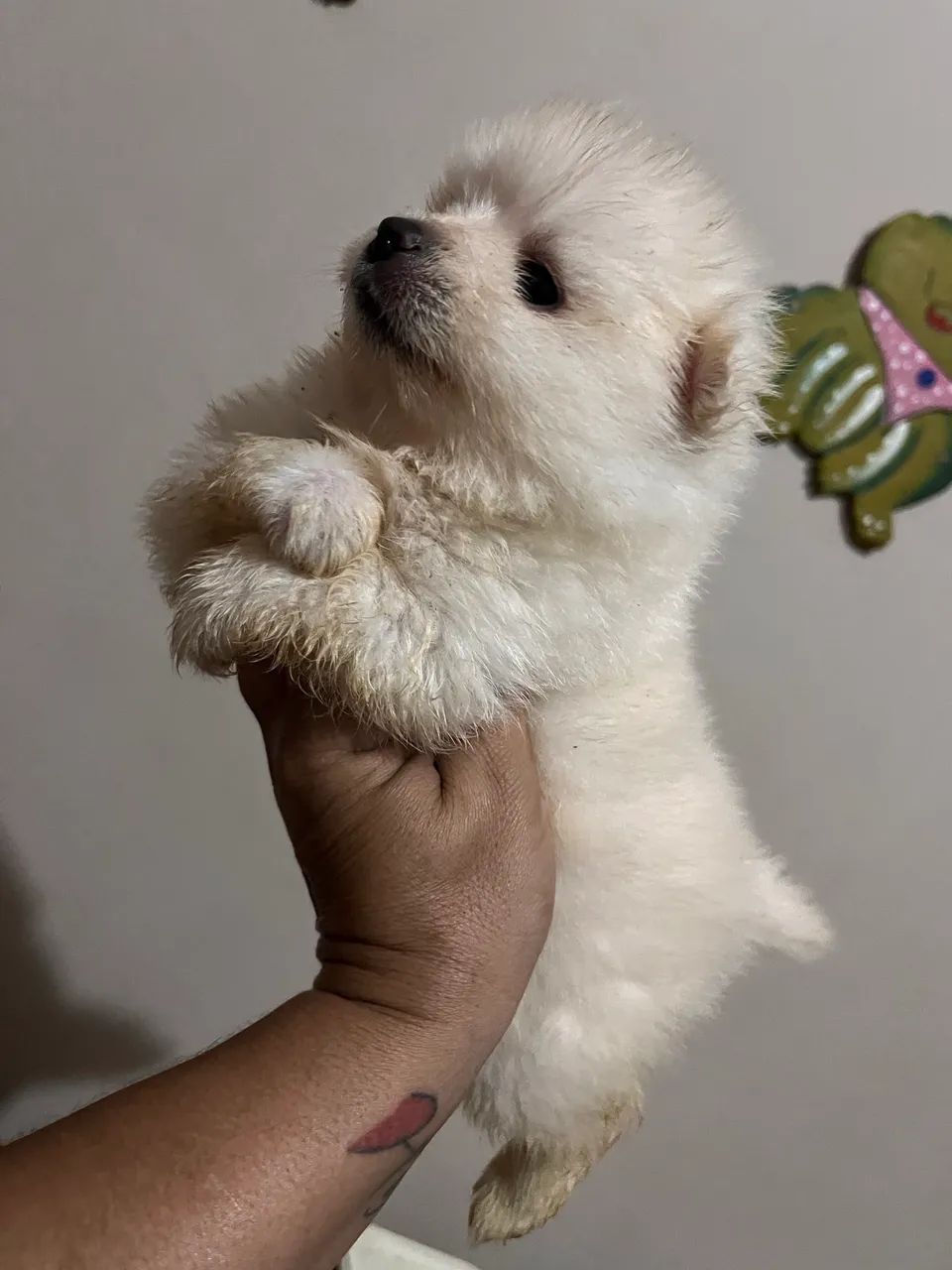 Spitz alemão machos