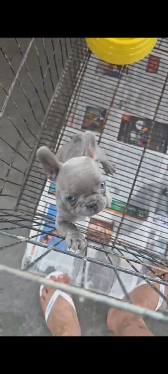 Vendo Buldoguinha 
