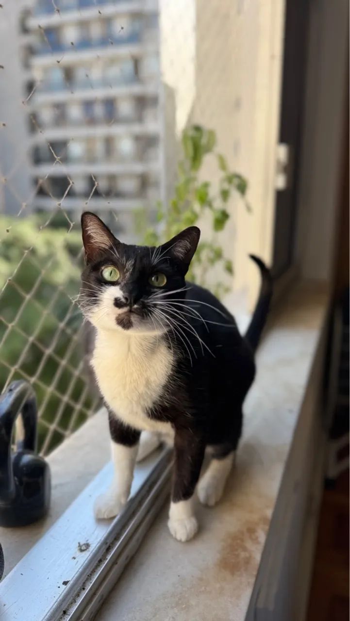 Frajola macho - Foto 2