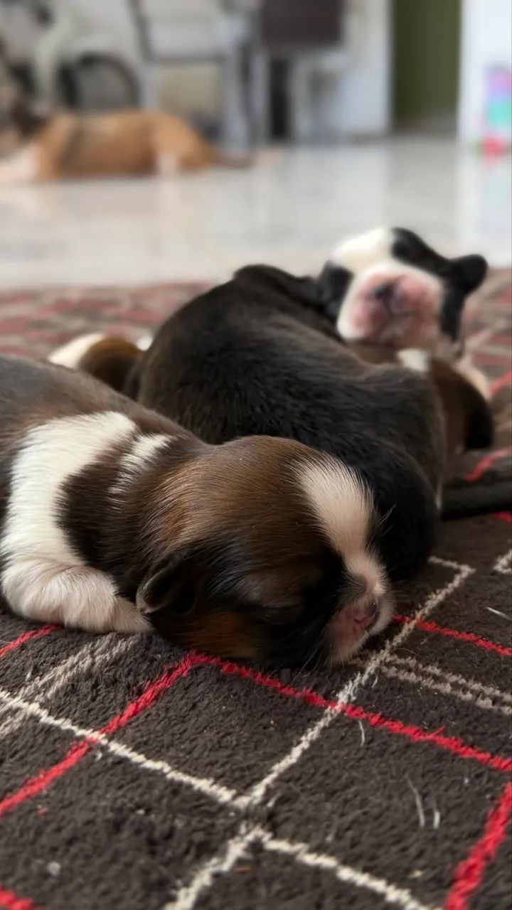 Shih-tzu 