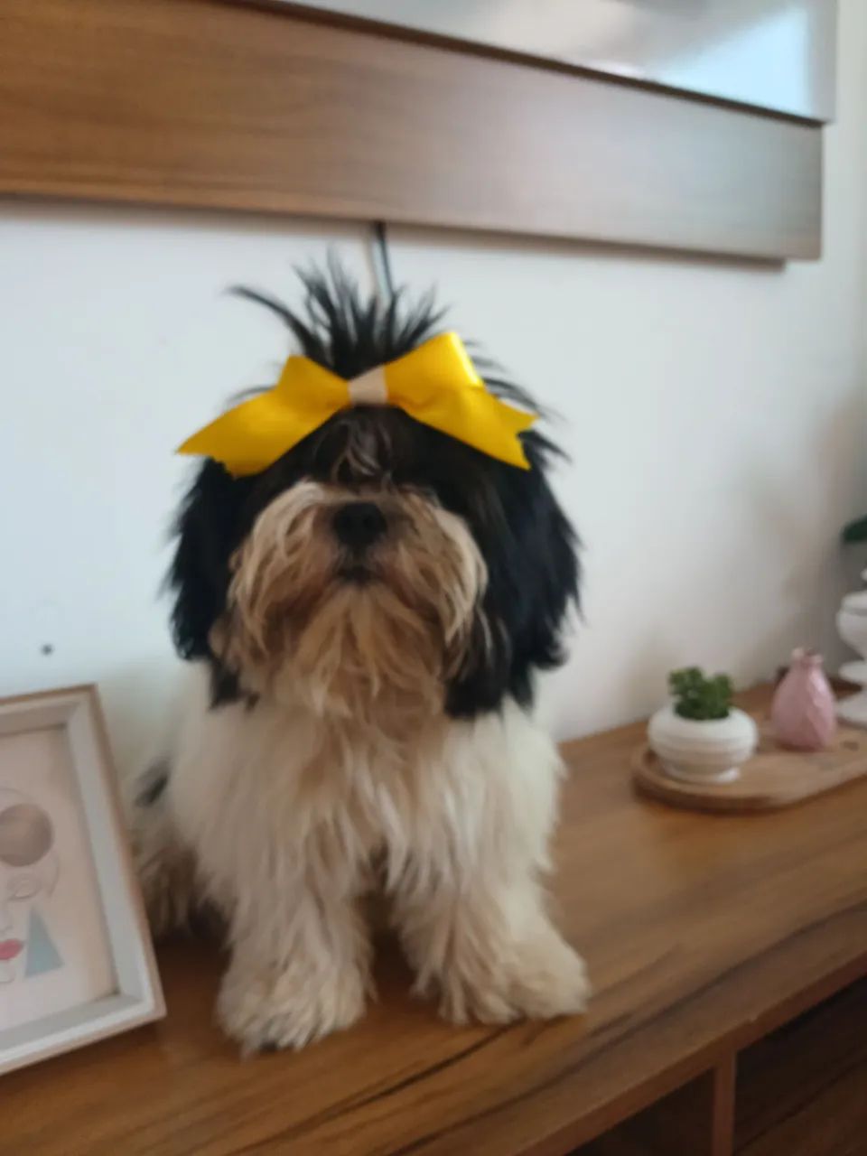 Shih tzu - Foto 3