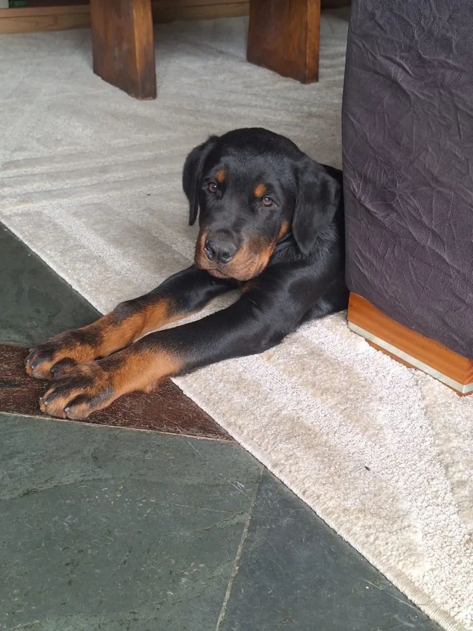  Cachorro  - Foto 2