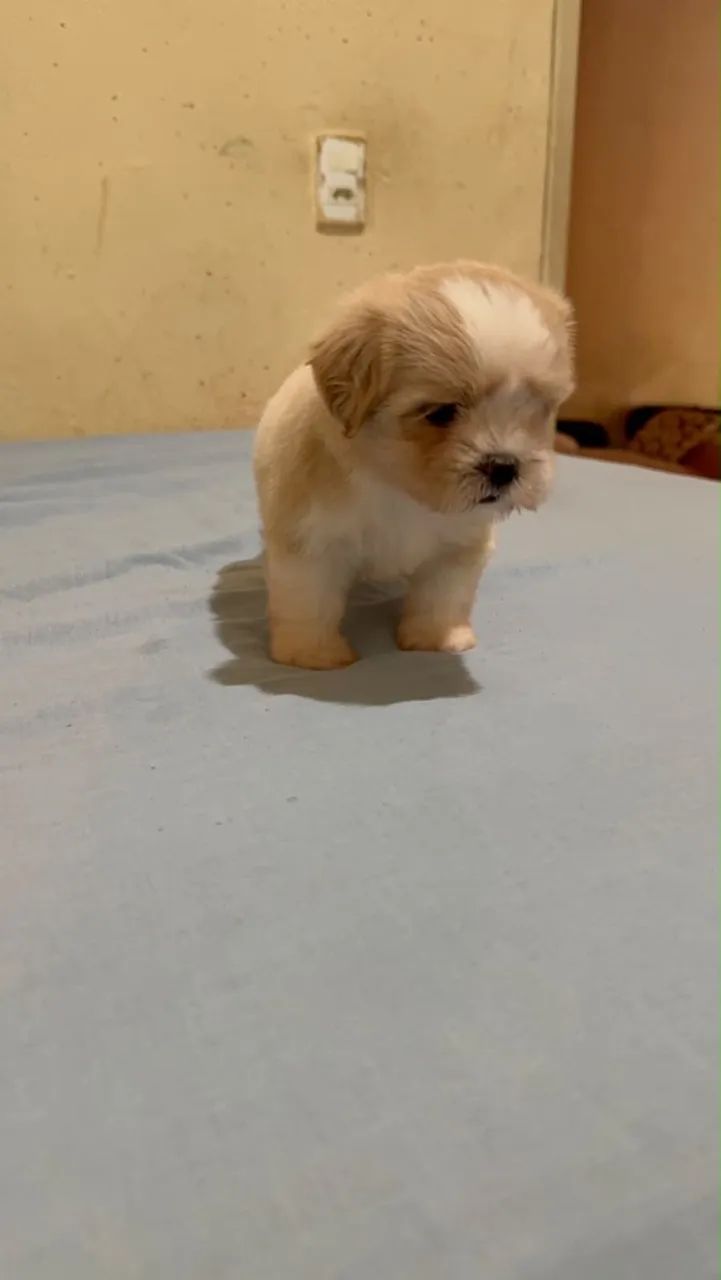 Lhasa Apso - Foto 3