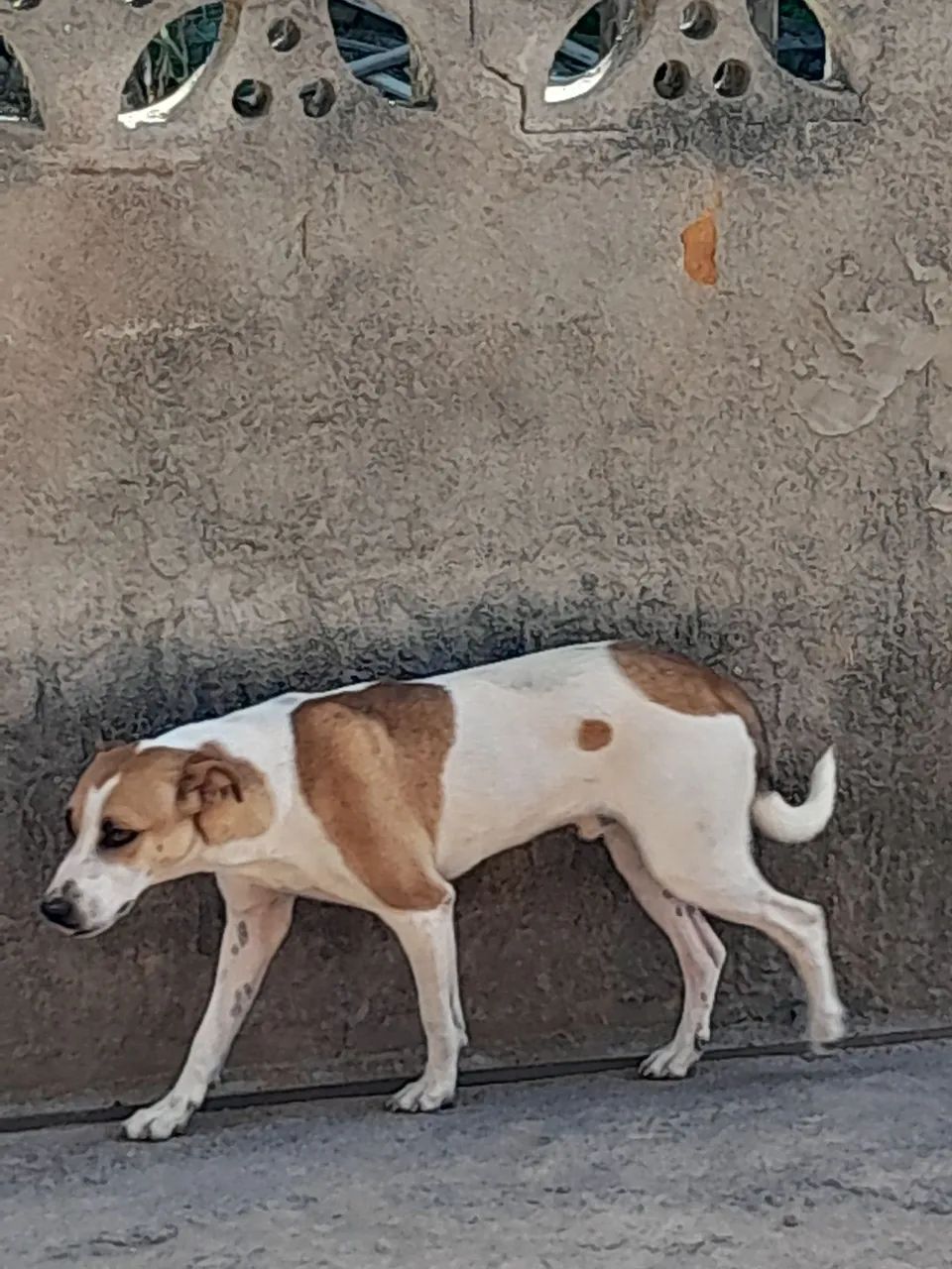 Cachorro - Foto 5