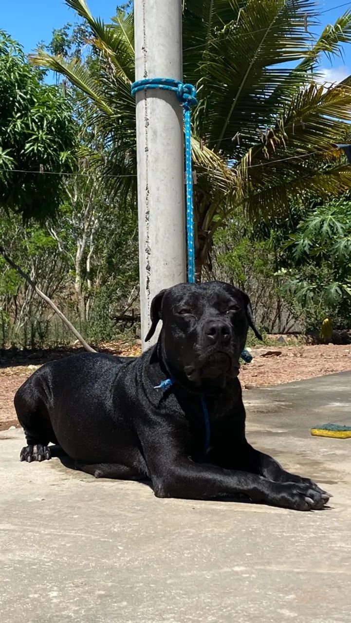 Filhotes de pitbull GG nascem no final desse mês  - Foto 3
