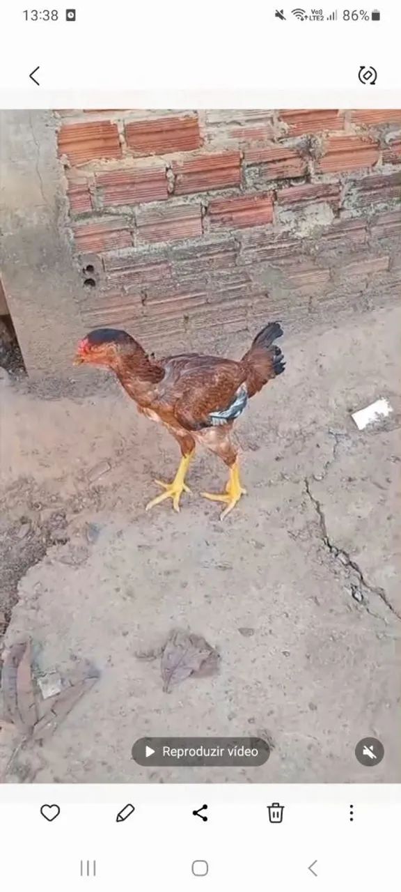 Vendo 