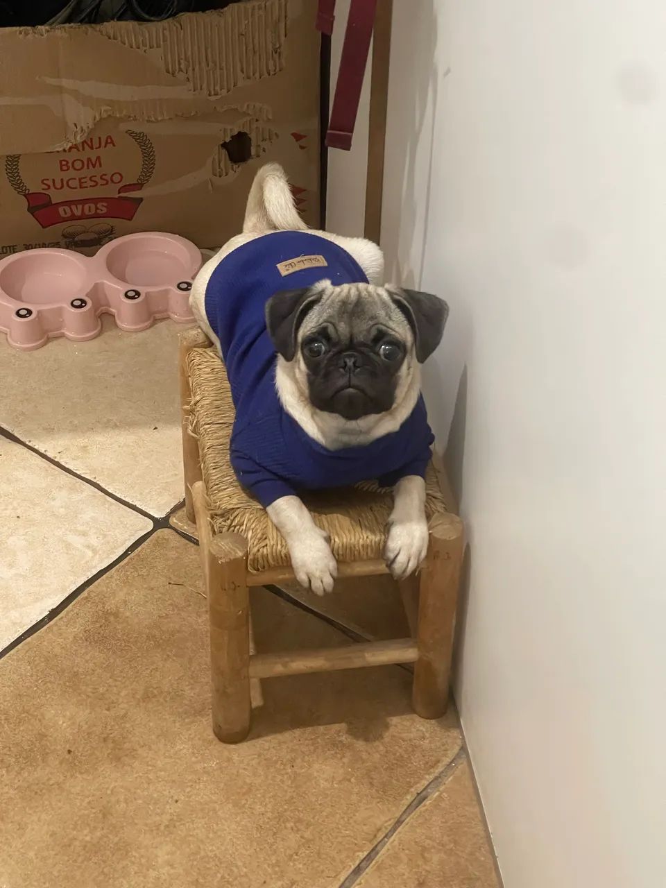 Procura-se padreador pug 