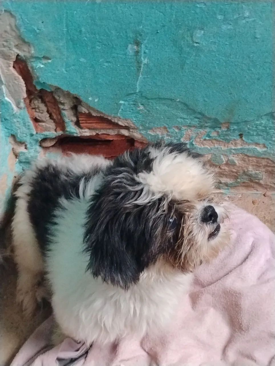 Cachorro shtus  - Foto 3