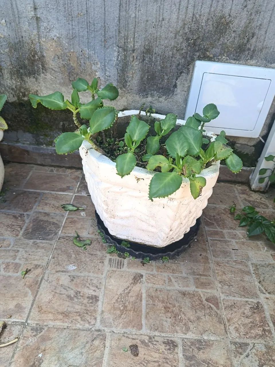 Vaso de Planta 