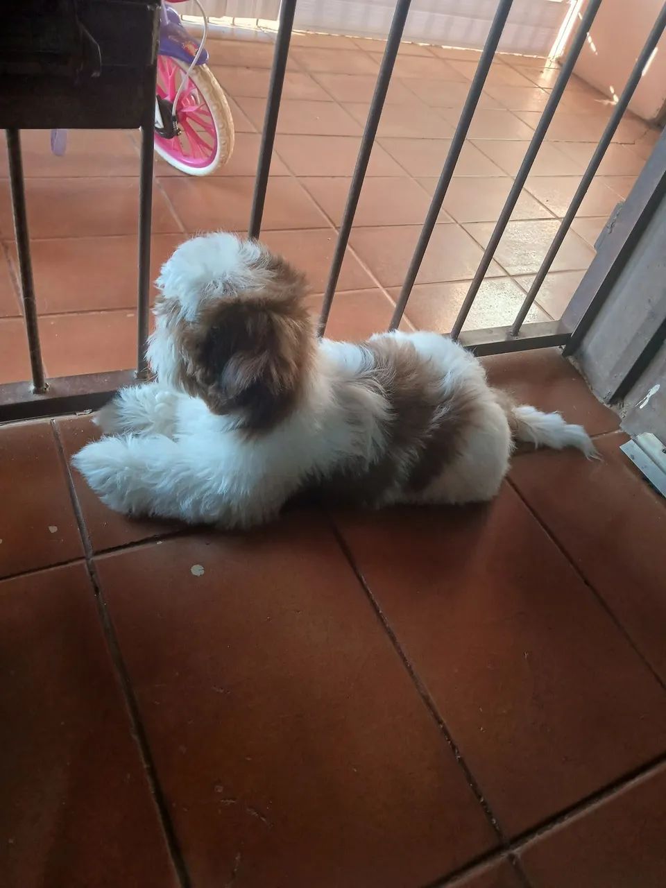 Cachorro  - Foto 3