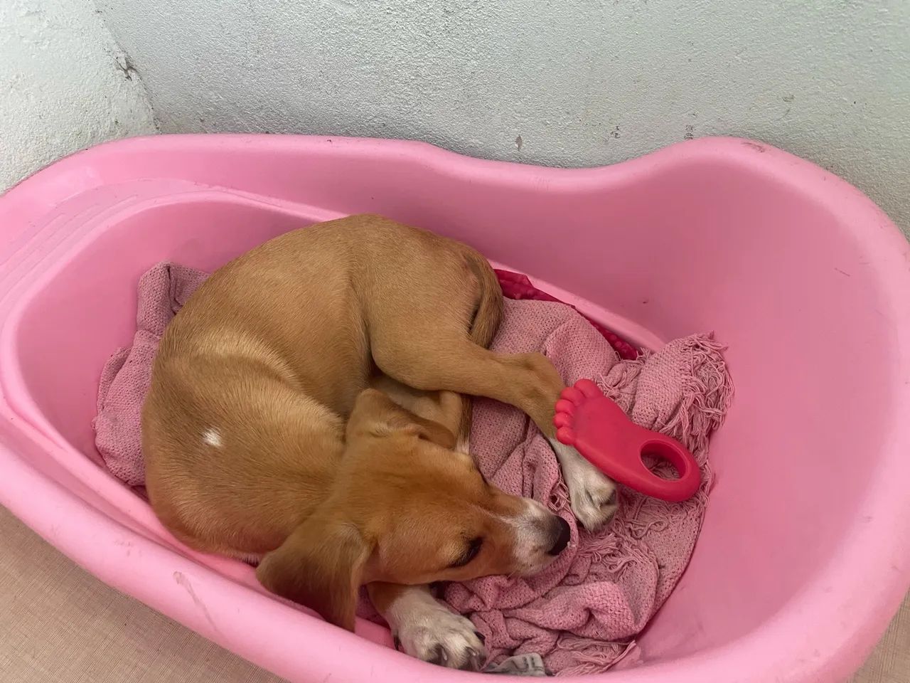 Cachorro 