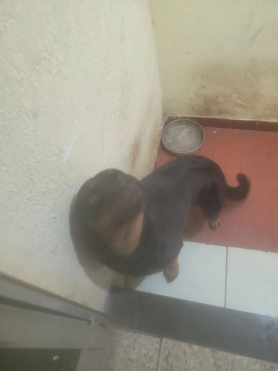 ROTTWEILER PARA DOAÇÃO - Foto 2