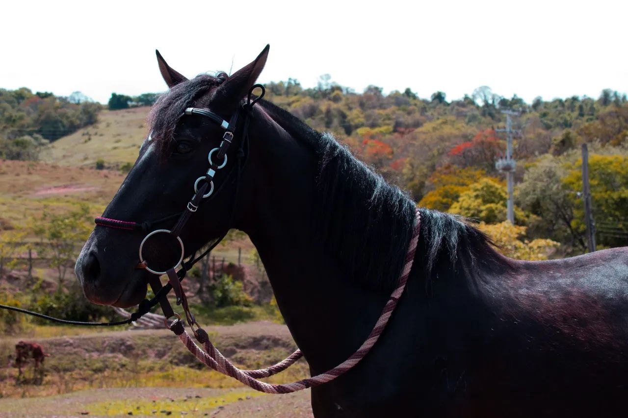 Égua mangalarga marchador a venda  - Foto 2