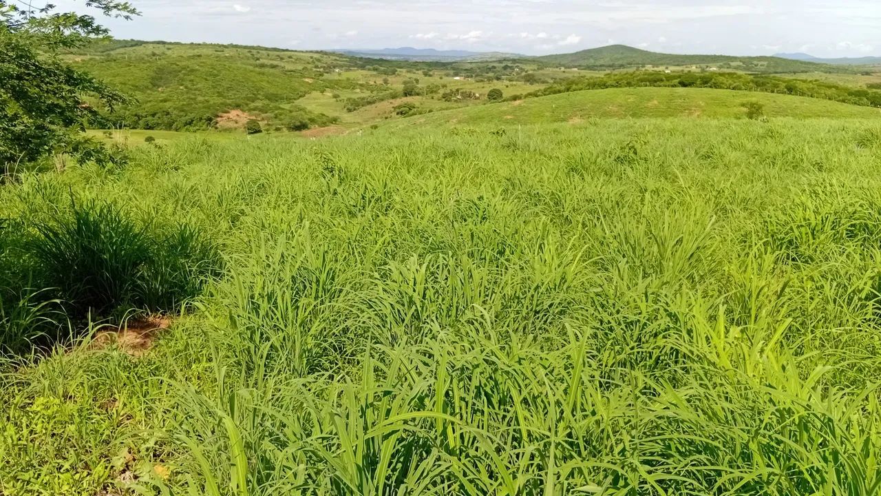 Sitio de 20,5 hectares a venda   - Foto 5