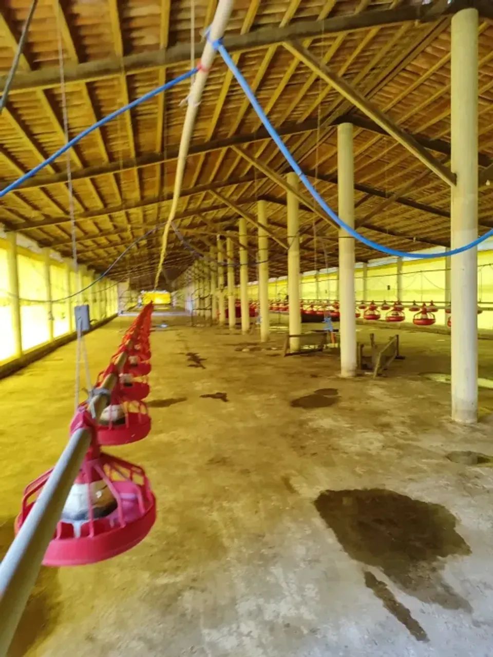 Granja com 17 hectares na região de Macaiba - Foto 2