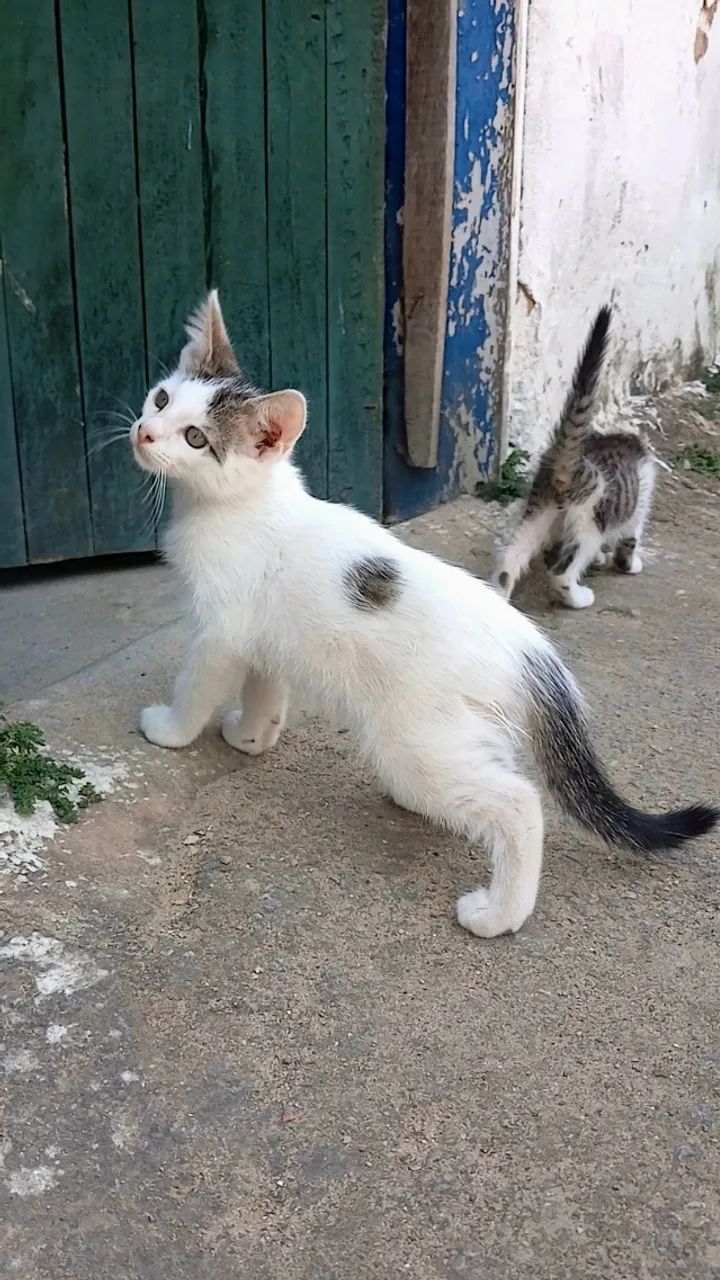2 Filhotes de Gato Macho - Foto 5