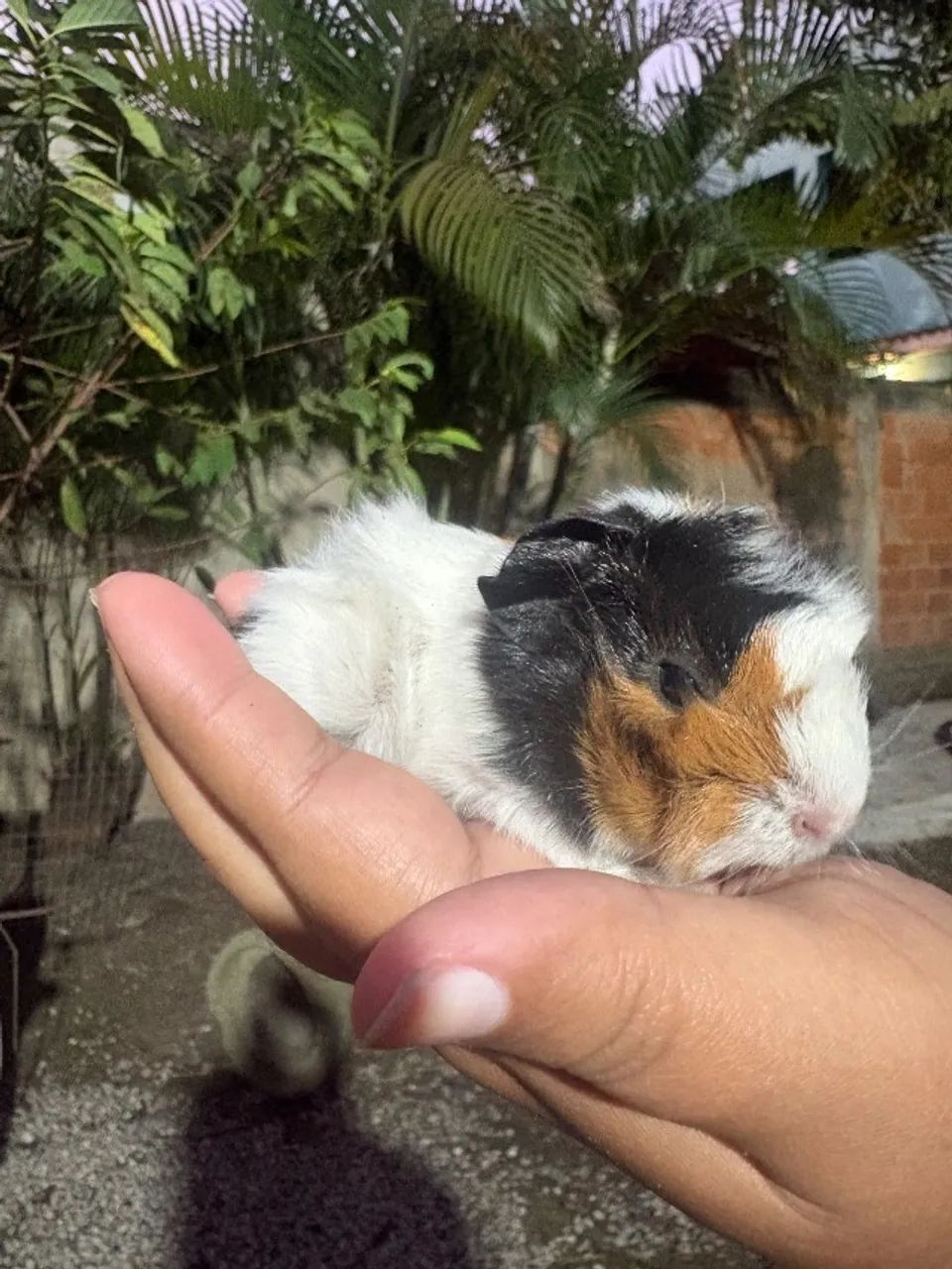 Porquinho da Índia - Macho - 15 dias - Entrega em todo o RJ