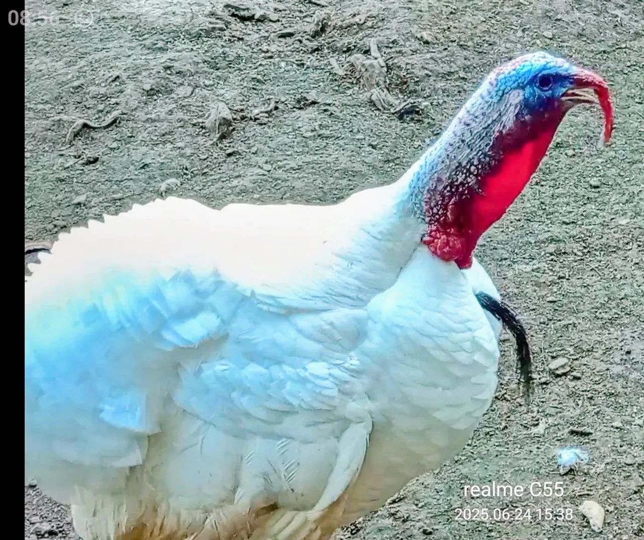 Vendo lindo casal de perus branco  - Foto 2