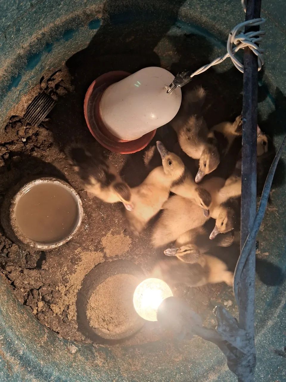 Vendem-se filhotes de patos - Foto 3