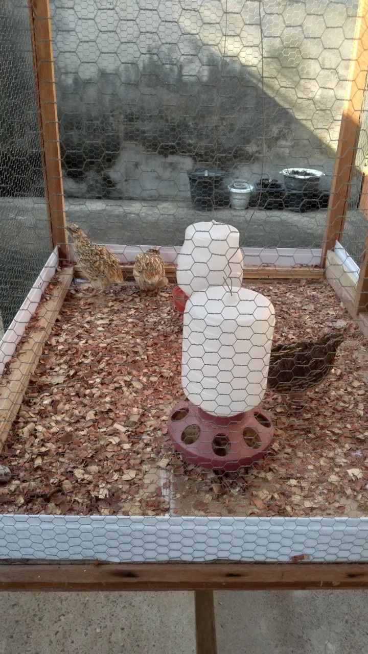 Casa de madeira telada para codorna com 3 codornas  - Foto 3