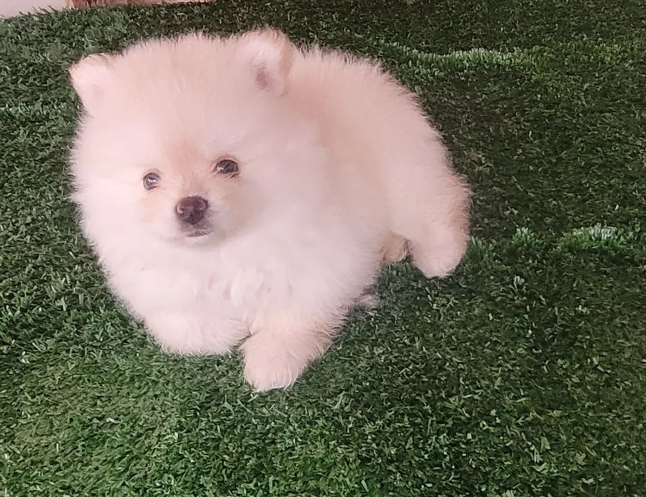 Filhotes  Spitz Alemão 