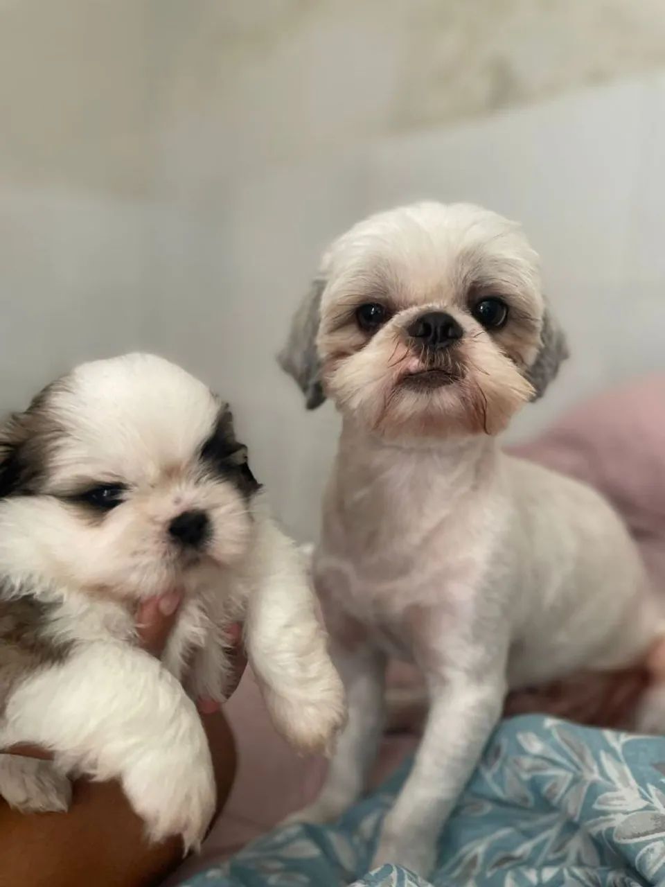 Shih - Tzu - Foto 2