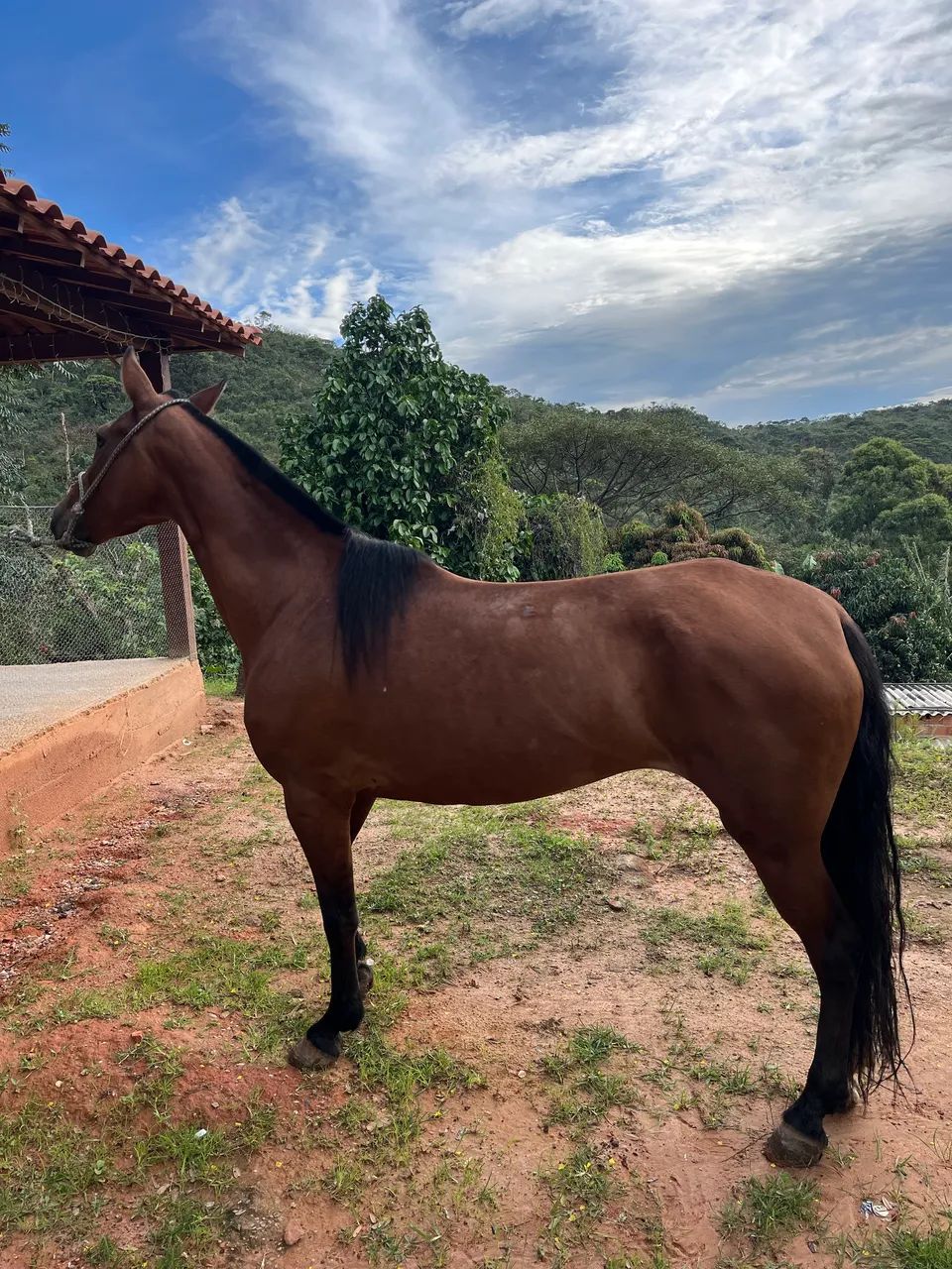 Vendo égua marcha picada 