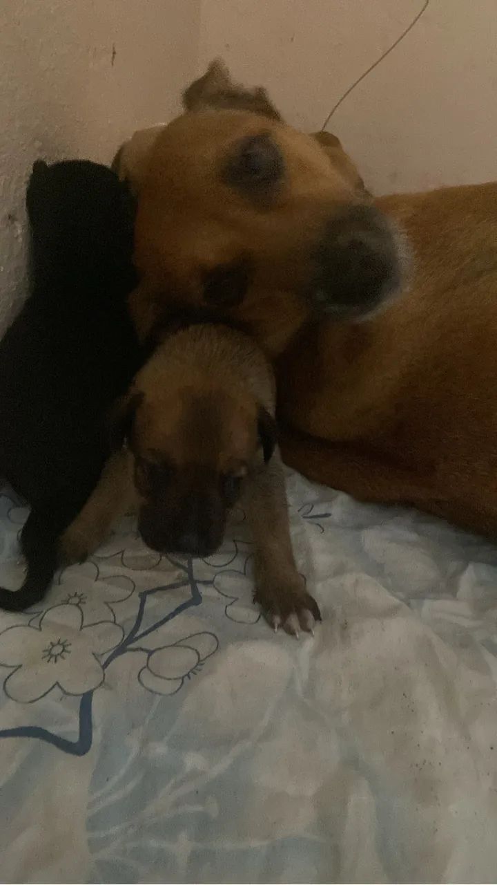 Adoção