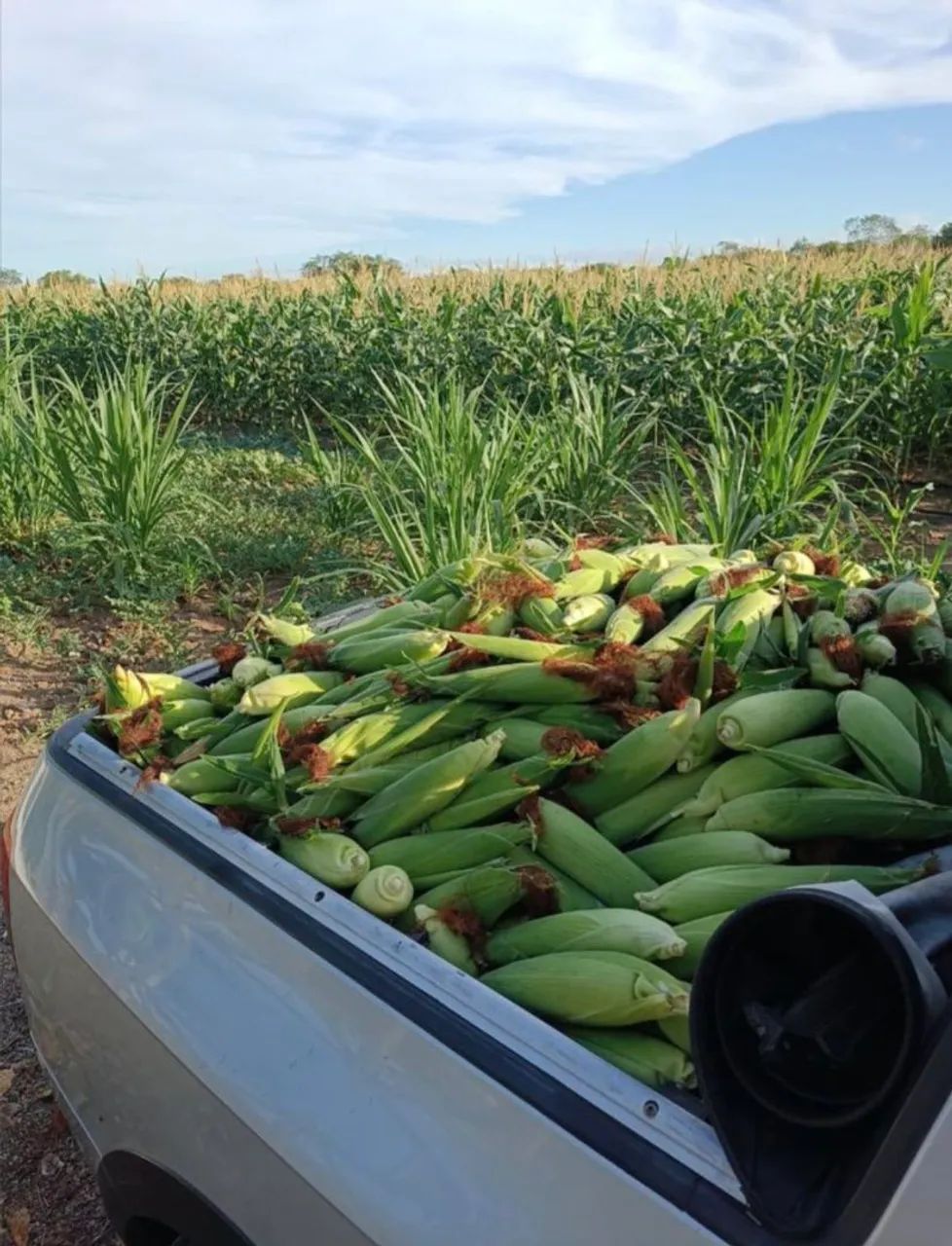 Milho verde (100 unidades) - Foto 3