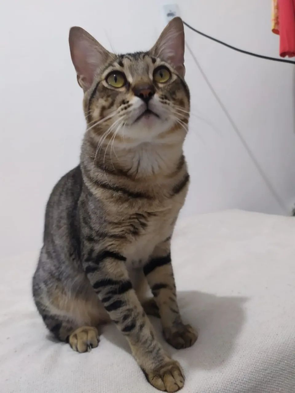 gato para adoção responssávcel 