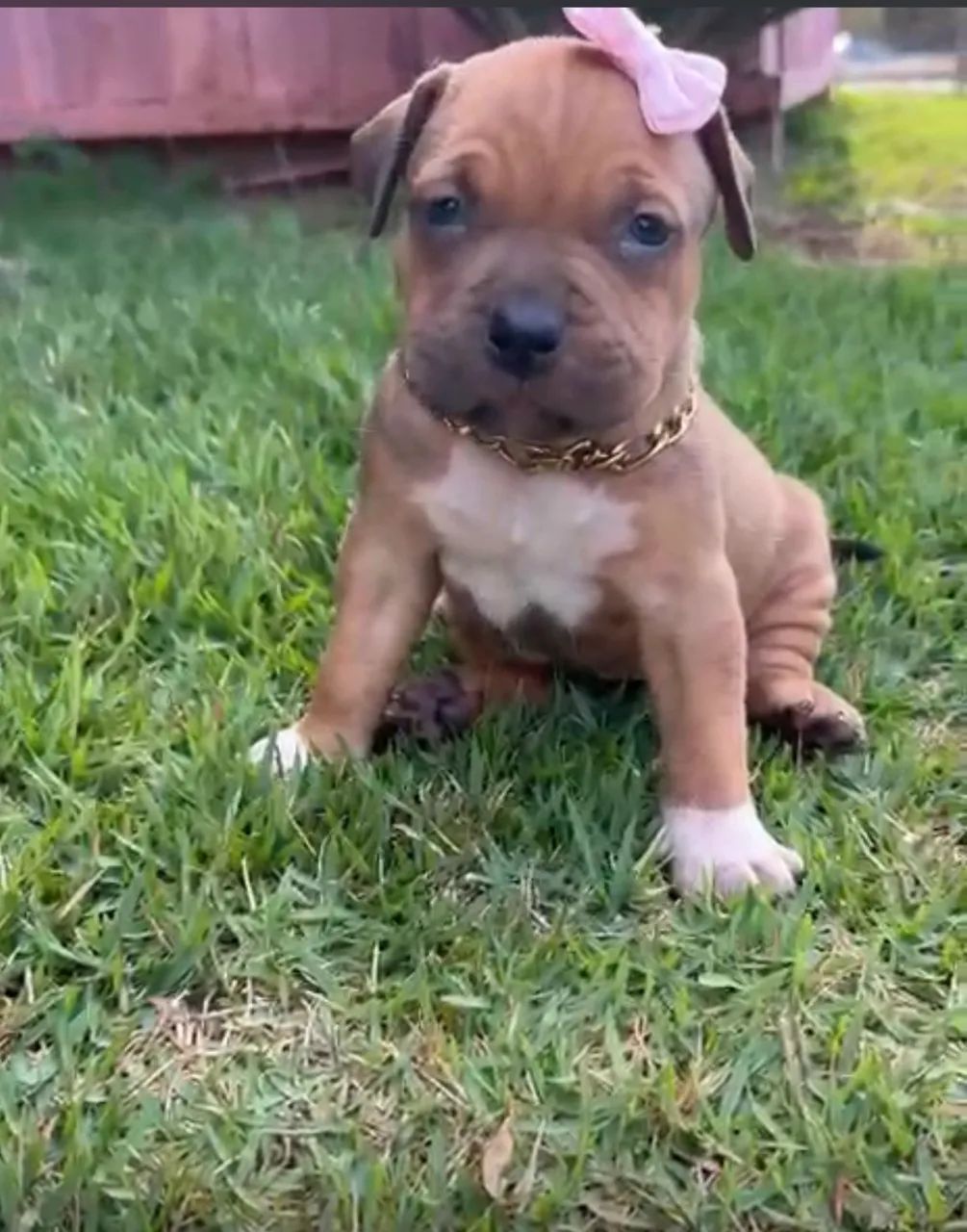 Pit moster 