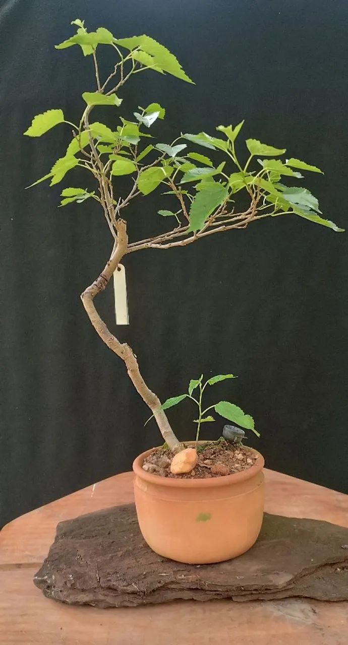 Bonsai de Amora - Foto 2