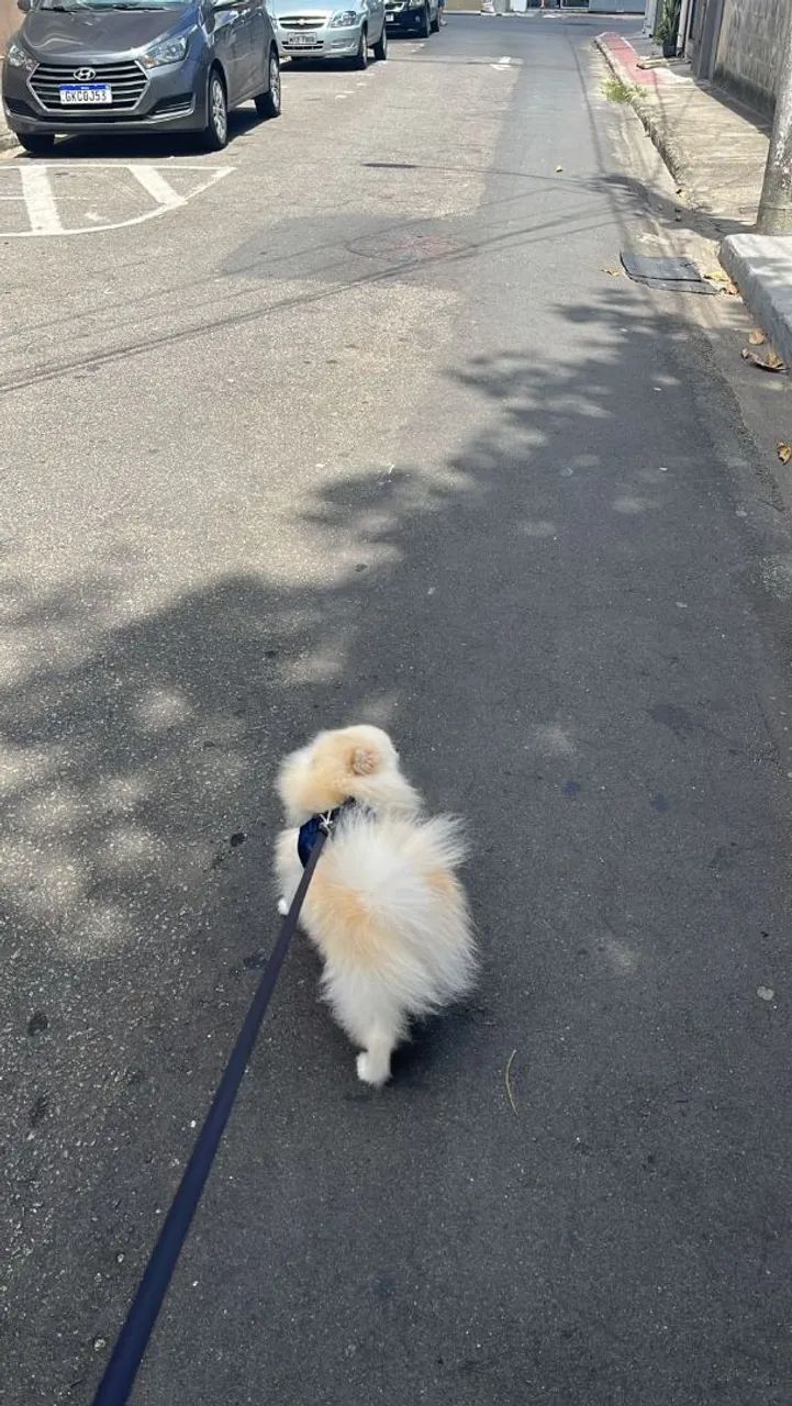 Spitz alemão macho Branco  - Foto 2