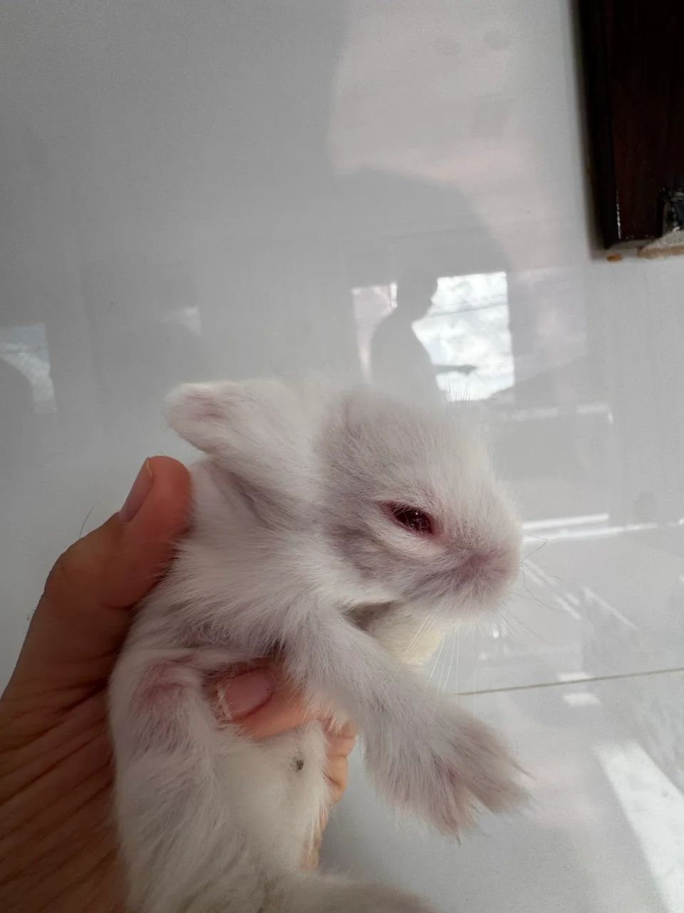 Mini coelho  - Foto 5