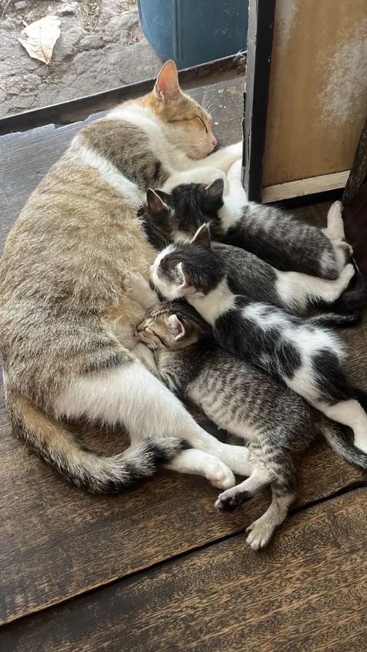 Gatinhos    - Foto 2