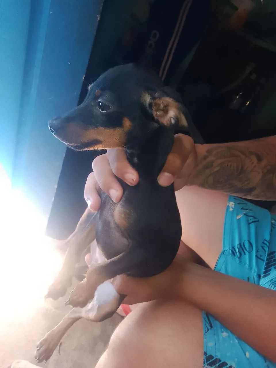 Pinscher  - Foto 3