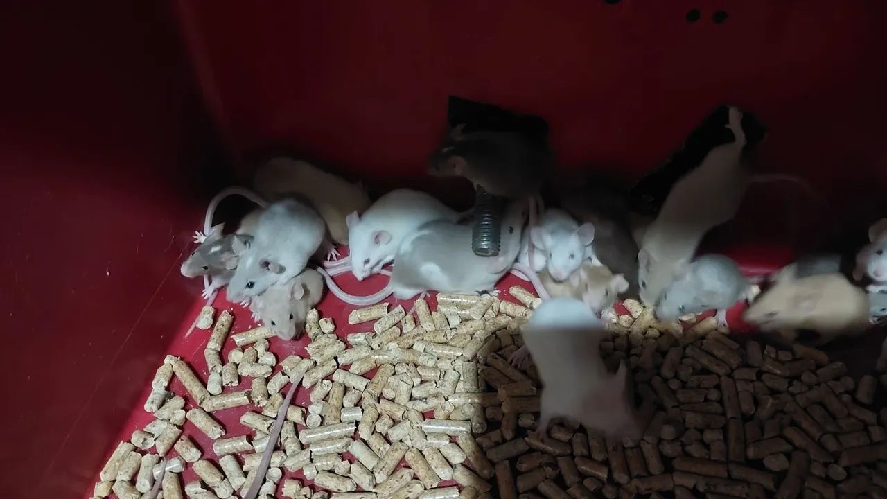 Troco camundongos por itens de pesca LEIA O ANÚNCIO!!!