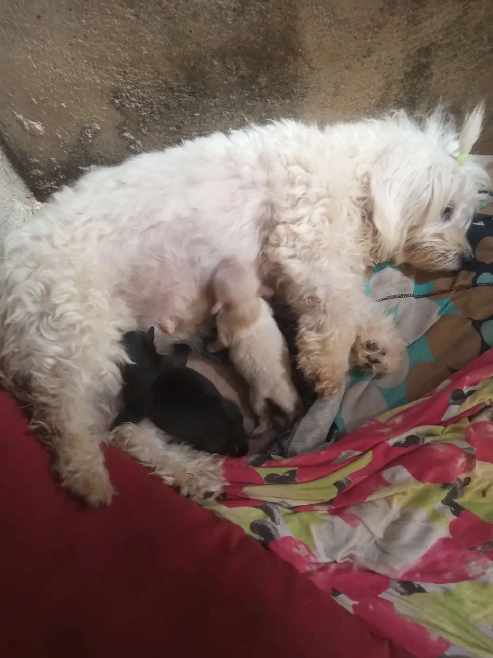  Vendo  filhote  de cachorro dois machos 