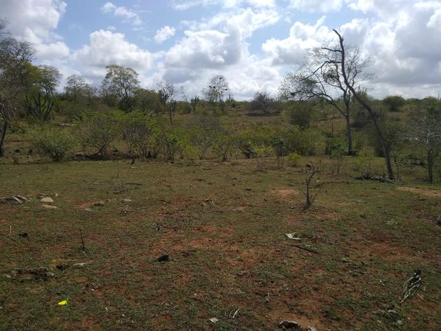 Vendo uma fazenda - Foto 4