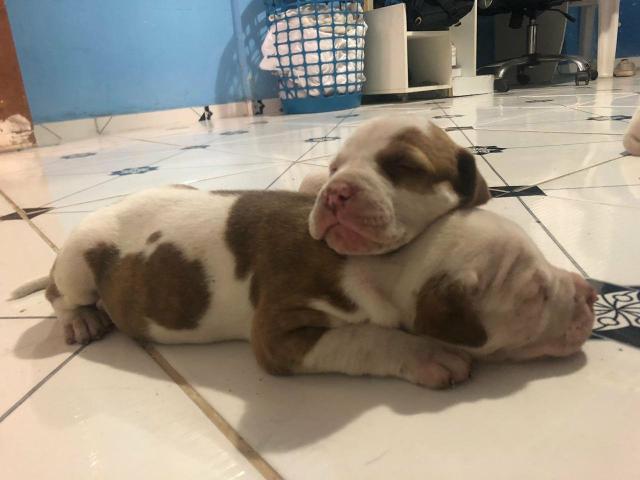 Pets Pitbull Fêmeas - Foto 2