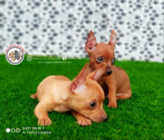 Pinscher Anão Disponíveis Canil Teresina Especializado Em Raças De Pequeno Porte - Foto 2