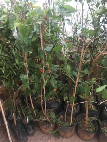 Mudas frutíferas em promoção - Foto 2