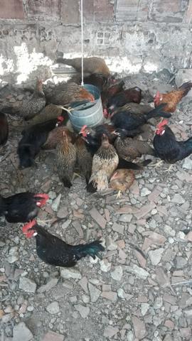 Animais *07