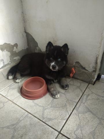 Vendo filhotes de husky siberiano - Foto 6