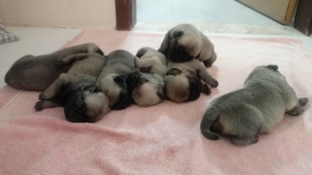 Filhotes Pug 60 dias de vida completados em 21.01.2020 . R$ 1.000,00 A Vista - Foto 2