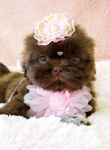Filhote de Shih tzu Chocolate Fêmea à Pronta Entrega - Foto 2