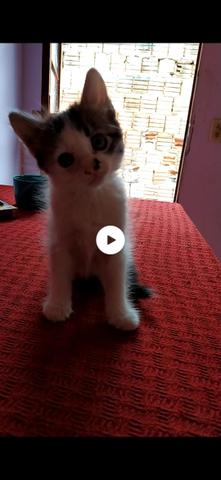 Doa-se lindas gatinhas